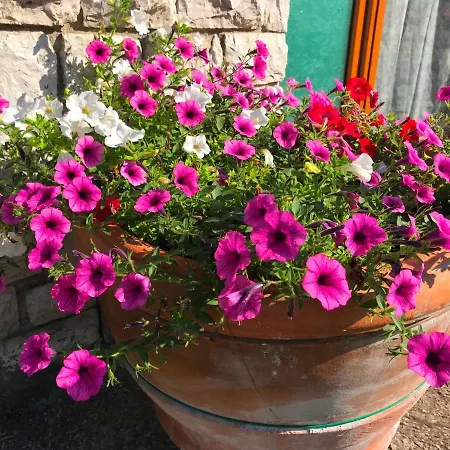 Apartamento Nidi Del Faggio Rosso - Family Maresca