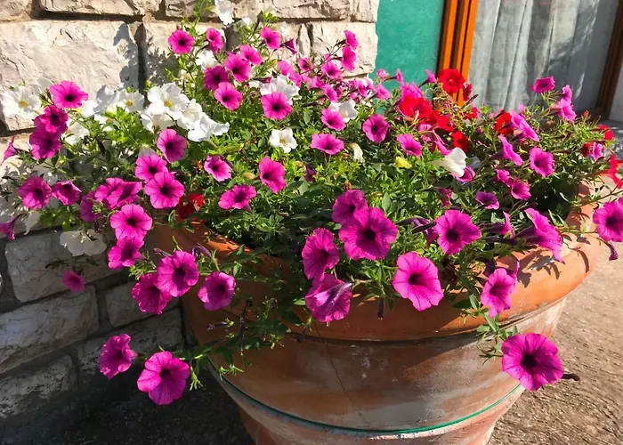 Apartman Nidi Del Faggio Rosso - Family Maresca